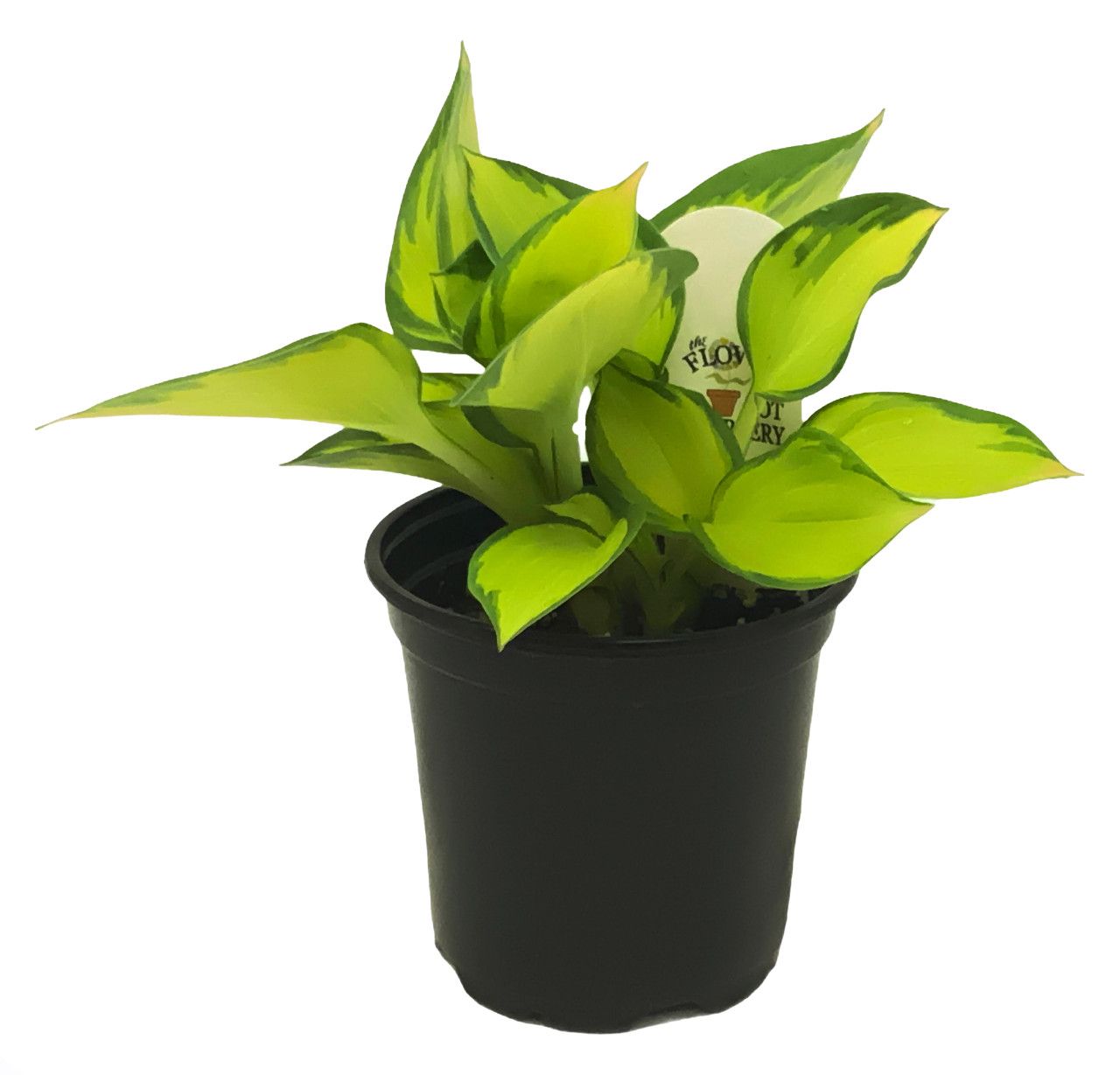 A small plant in a black pot with yellow leaves