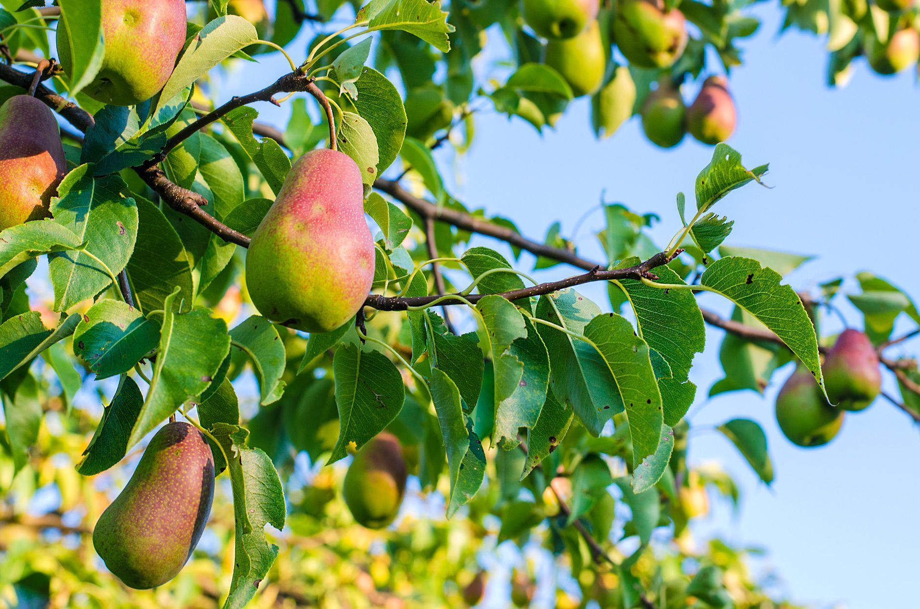 Fruiting Pear Trees