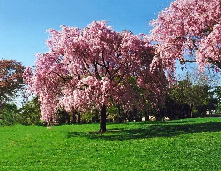 Prunus pendula (Weeping Cherry)
