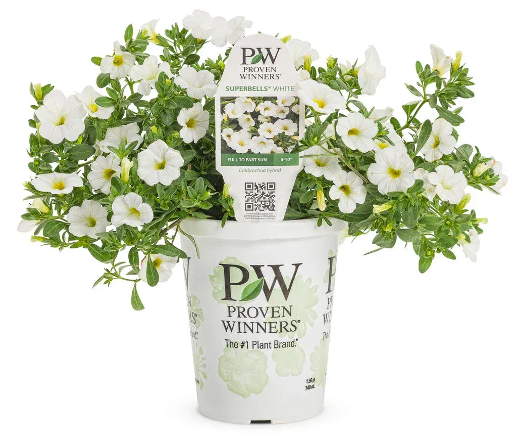 A potted plant with white flowers and green leaves from pw proven winners