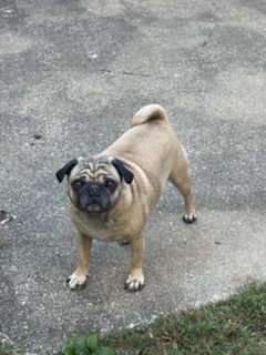 Tan pug dog standing on concrete, looking toward the camera.
