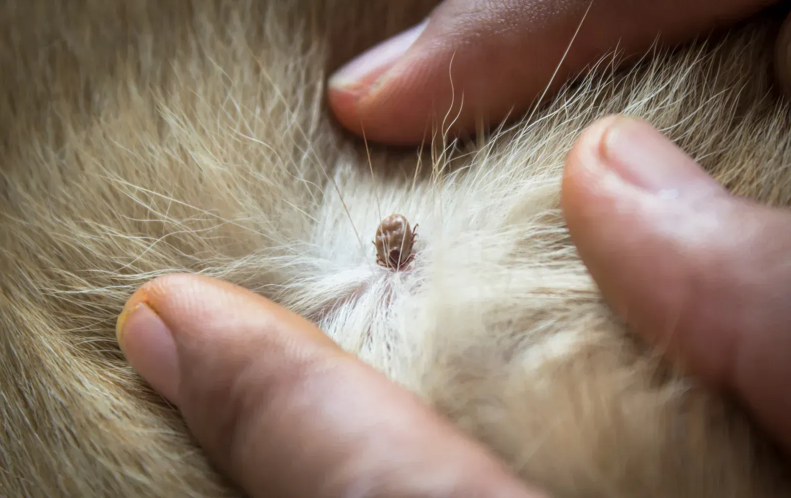 A tick embedded in animal fur, being examined by a person's fingers.