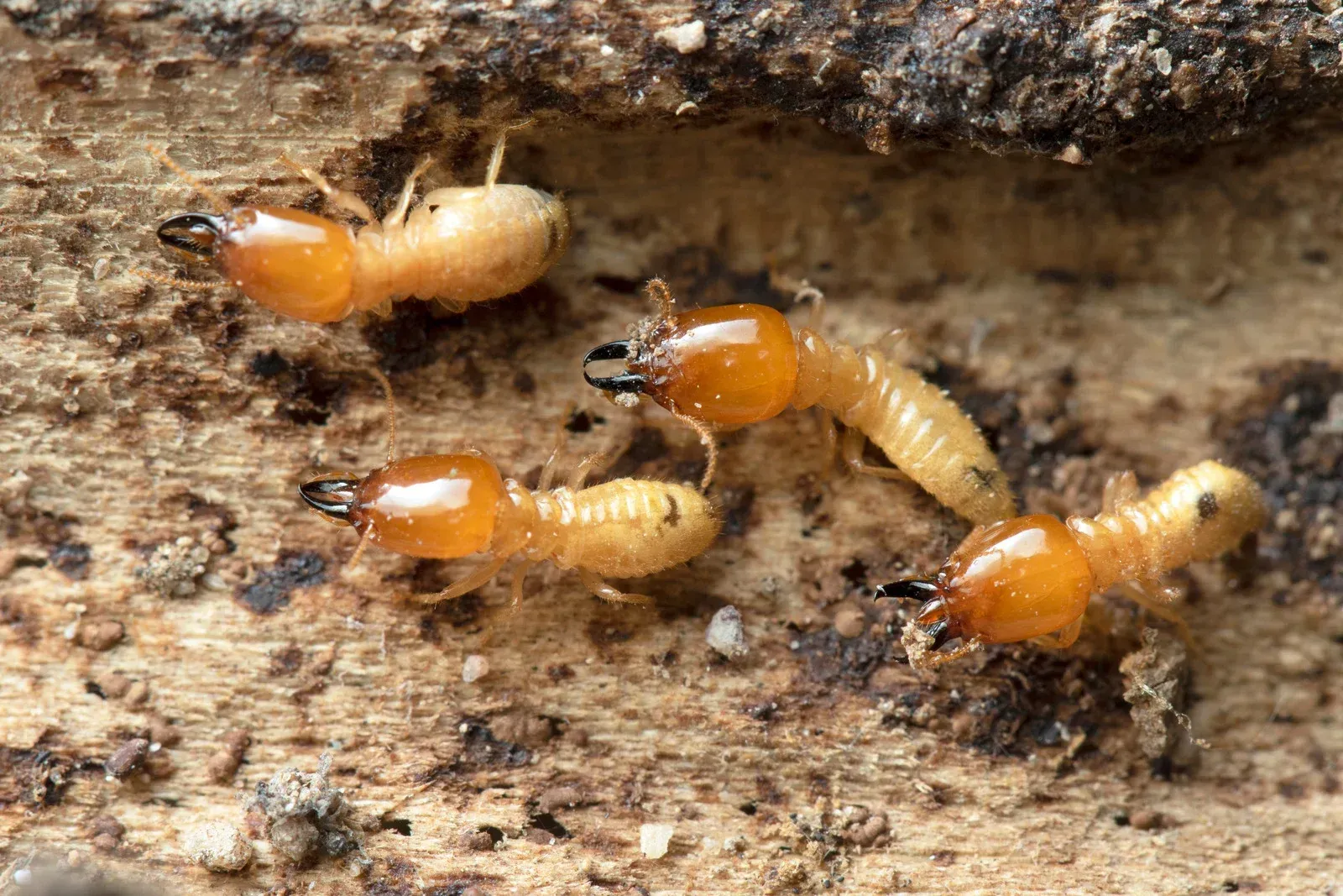 Termites on wood; orange heads, pale bodies.