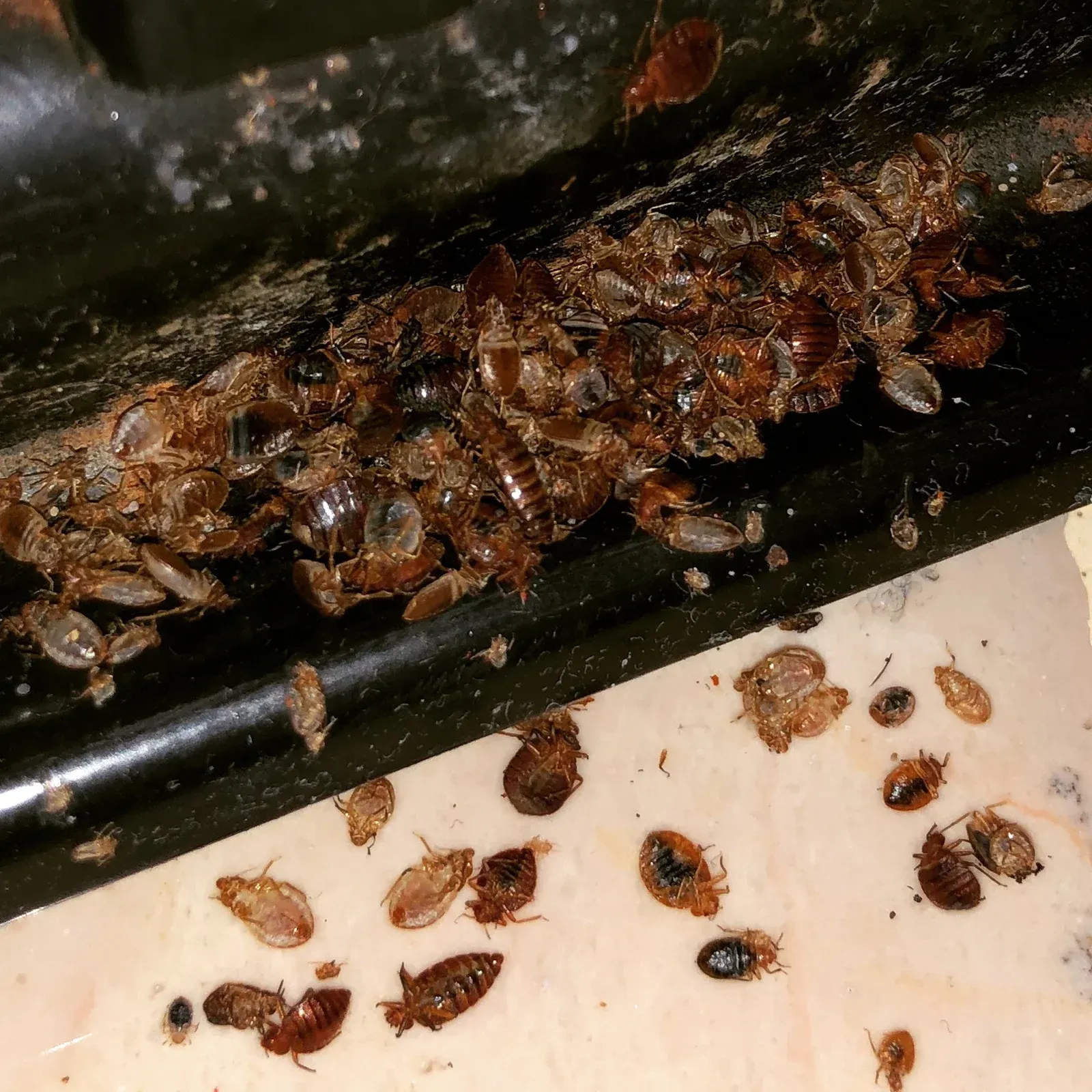 Pile of dead bedbugs, varied sizes, clustered on black and light surfaces.