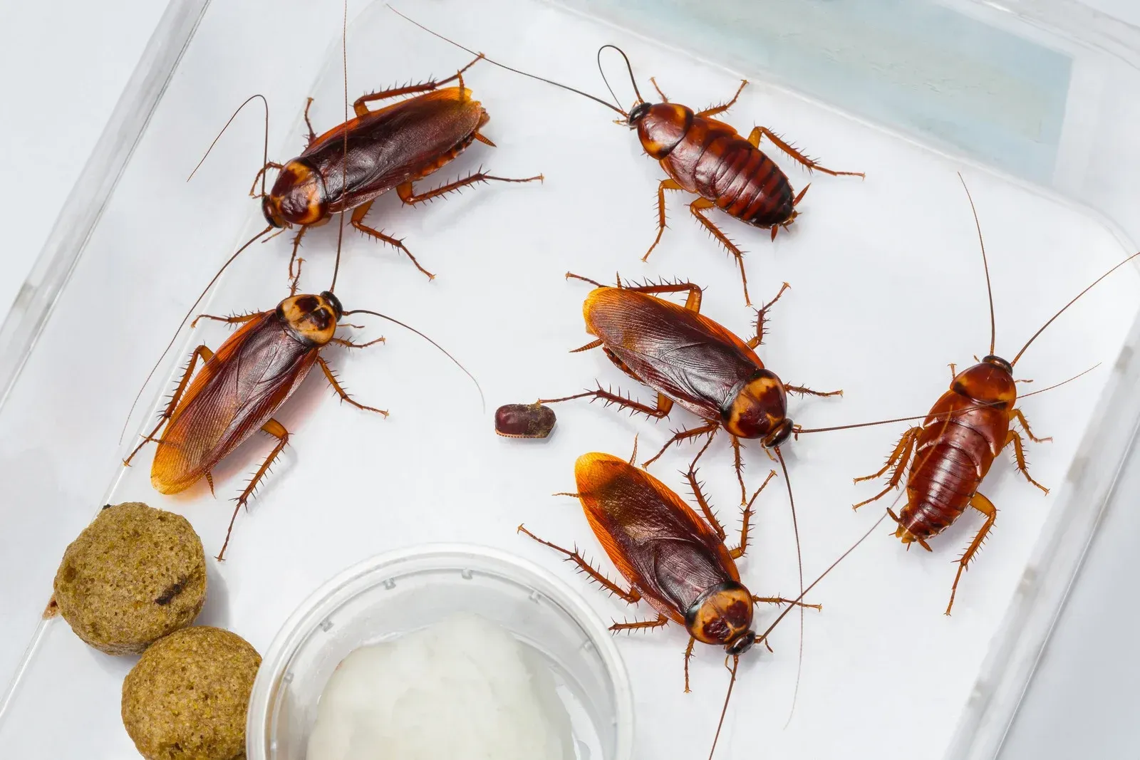 Cockroaches in a clear plastic container with food and water.