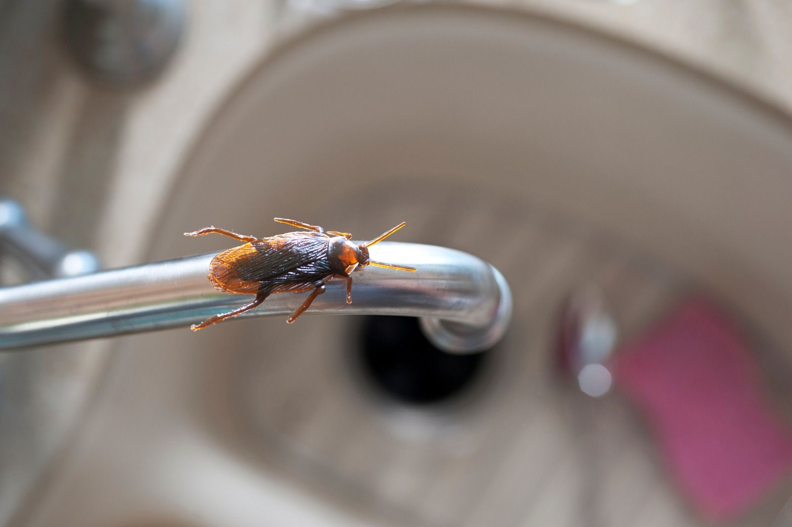 Cockroach on a metal faucet in a sink, blurred background.