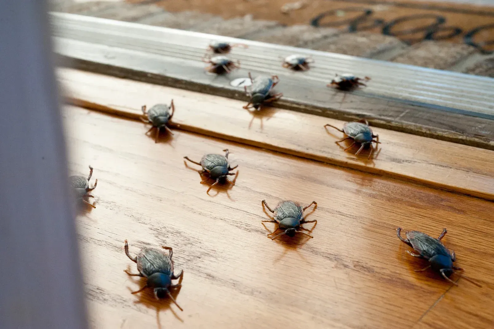 Beetles on a wooden surface, near a door; some are clustered.