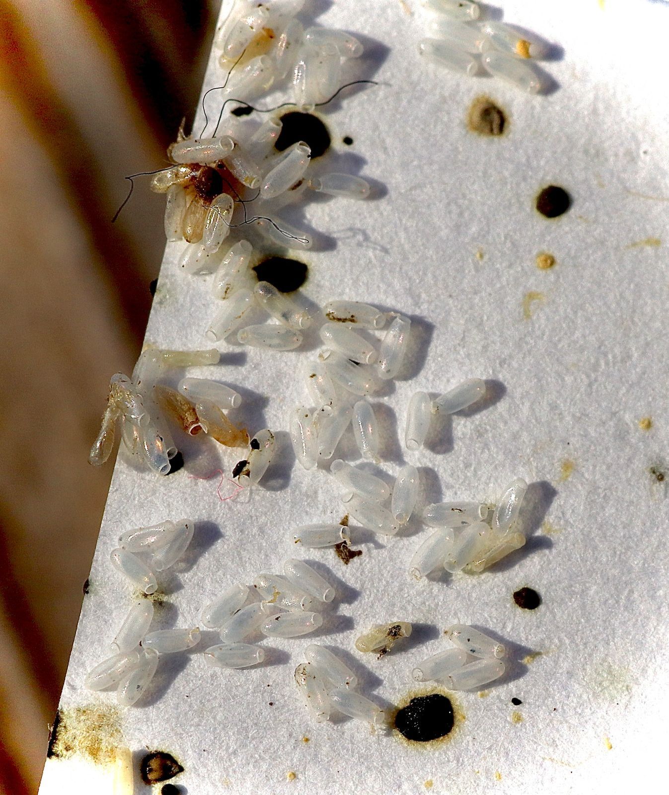 Clear, translucent, oval-shaped insect eggs clustered on a white surface, with a few dark spots and debris.