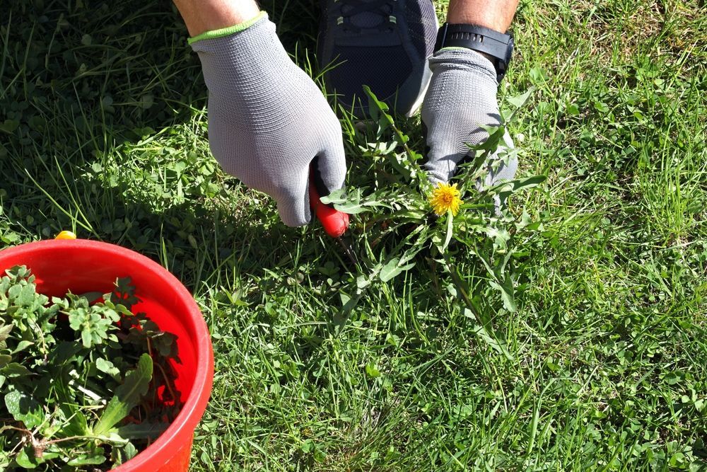Person Wearing Gloves Weeding Dandelions From a Grassy Lawn, Placing Weeds in a Red Bucket — Mow & Mulch Lawn & Garden Maintenance In White Rock, QLD