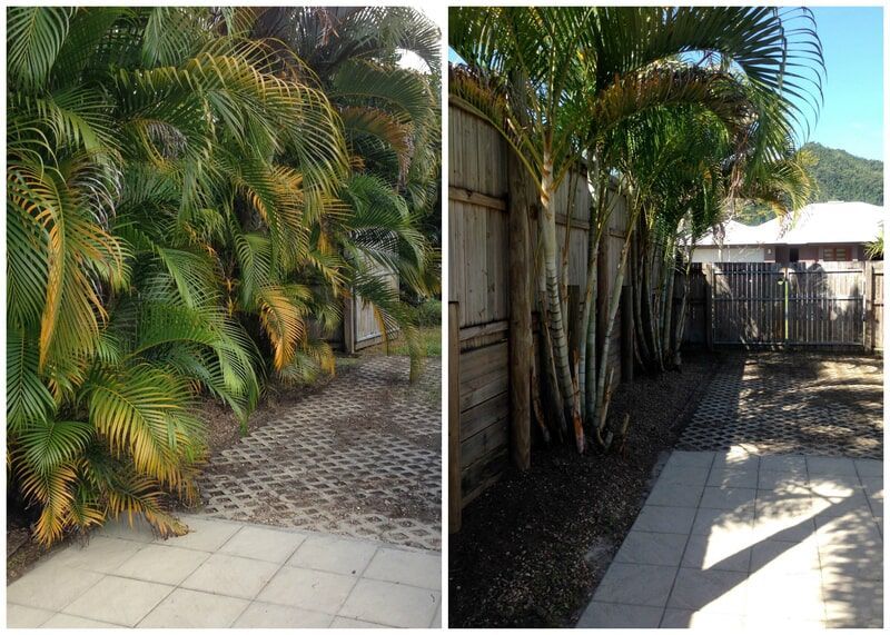 Palm Trees With Yellowing Fronds Line a Wooden Fence — Mow & Mulch Lawn & Garden Maintenance In White Rock, QLD