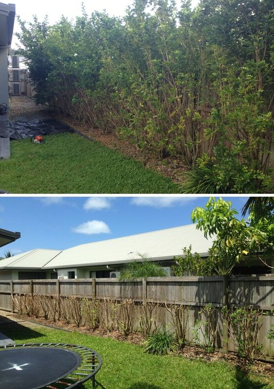 Overgrown Hedge Drastically Trimmed Back, Revealing a Wooden Fence Behind It — Mow & Mulch Lawn & Garden Maintenance In White Rock, QLD