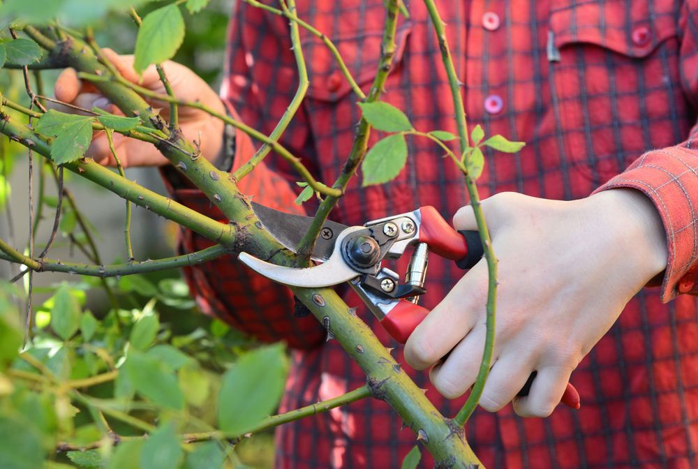 Person in Red Plaid Shirt Pruning a Rose Bush With Red Handled Shears — Mow & Mulch Lawn & Garden Maintenance In White Rock, QLD
