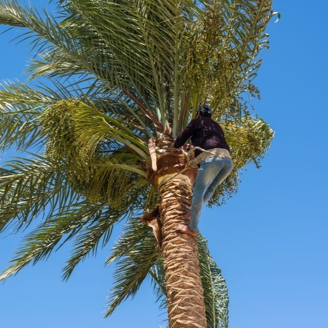 A Man Climbing Up a Tree — Mow & Mulch Lawn & Garden Maintenance In White Rock, QLD