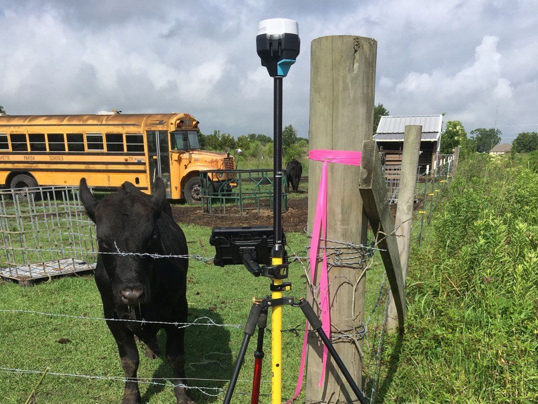 cow standing next to a surveyor