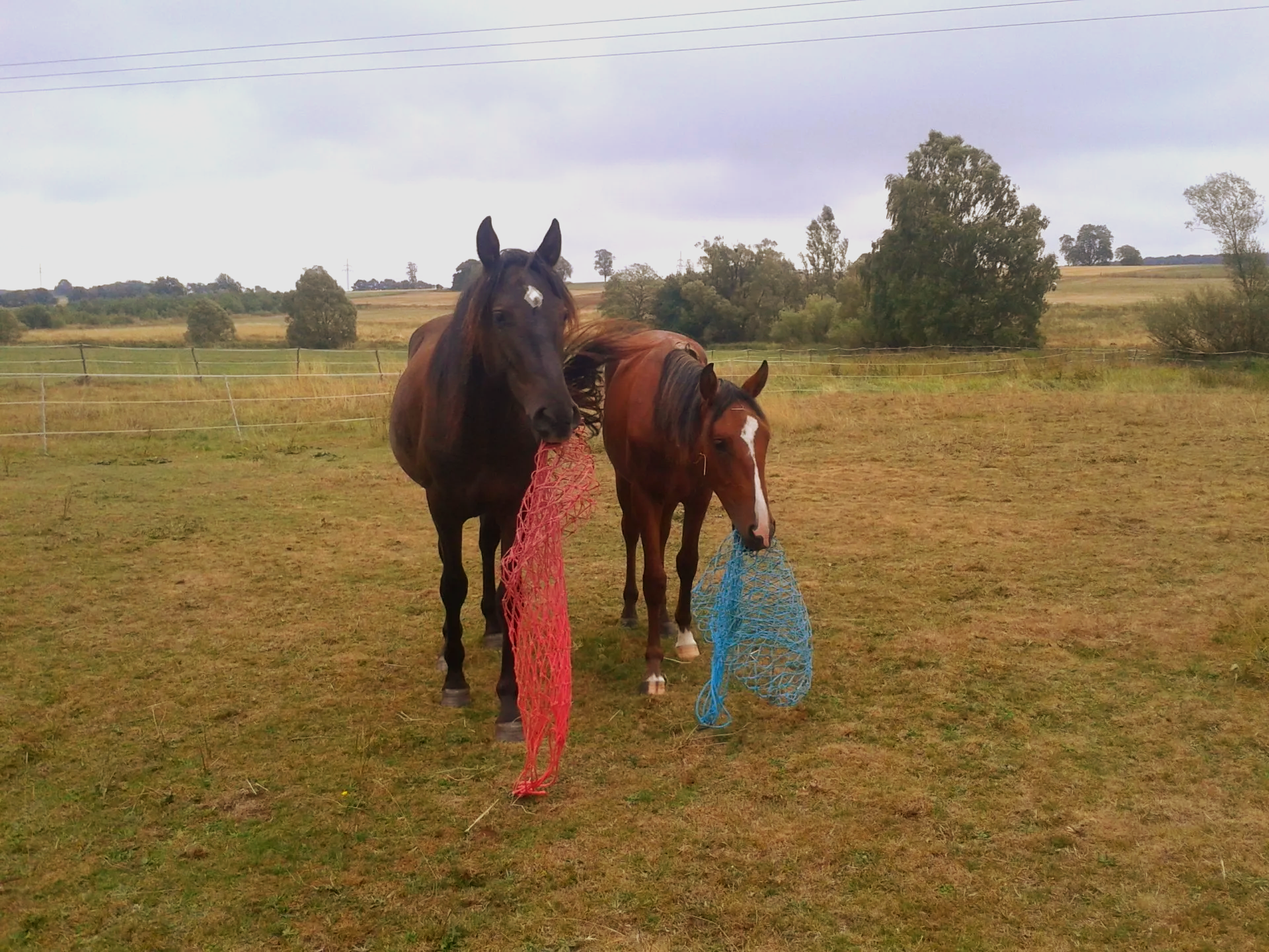 Anderlusier und Lusitano, Iberer