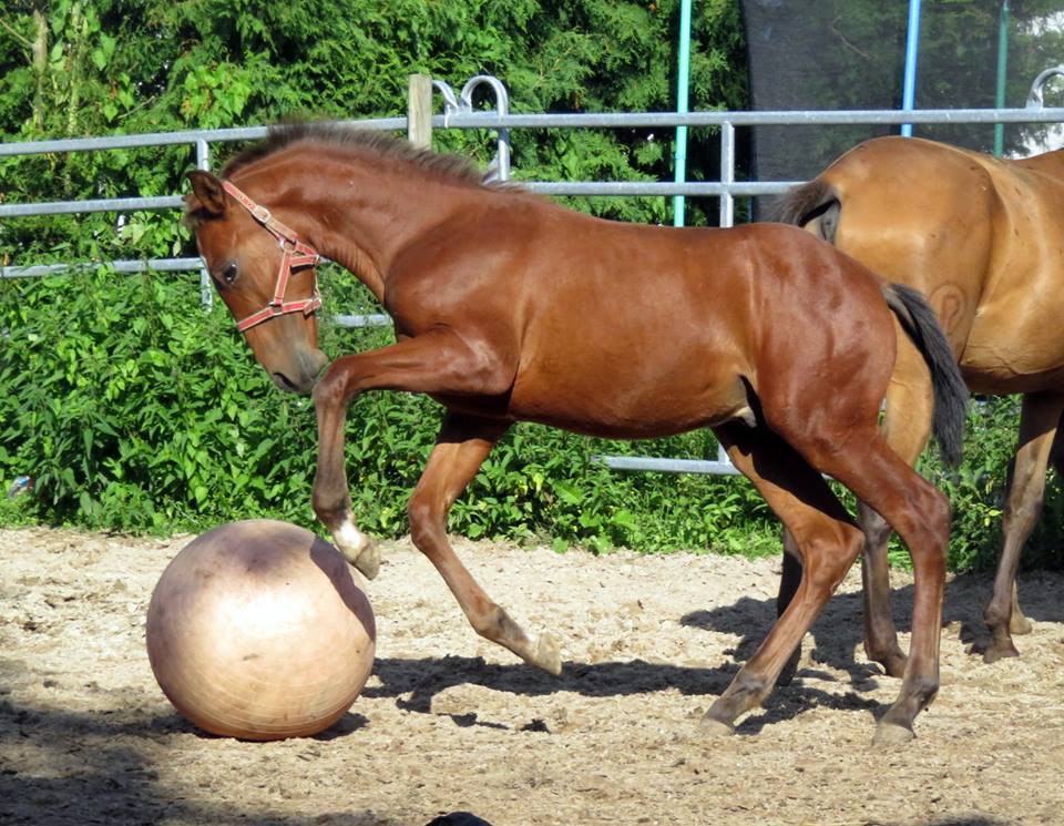 Lusitano, Iberer