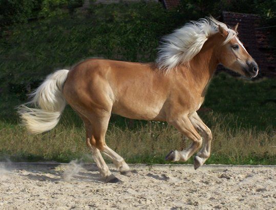 Haflinger