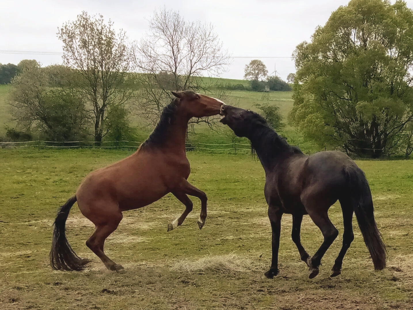 Andalusier und Lusitano, Iberer