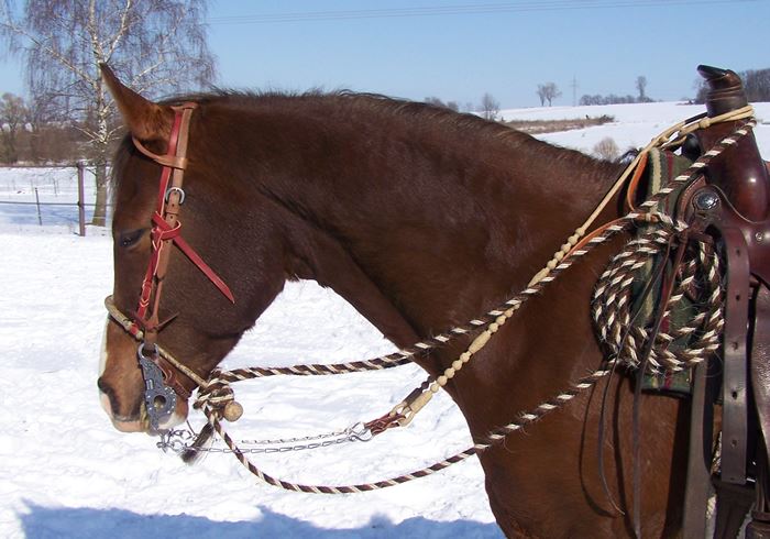 Alt-kalifornische Reitweise, Russischer Araber