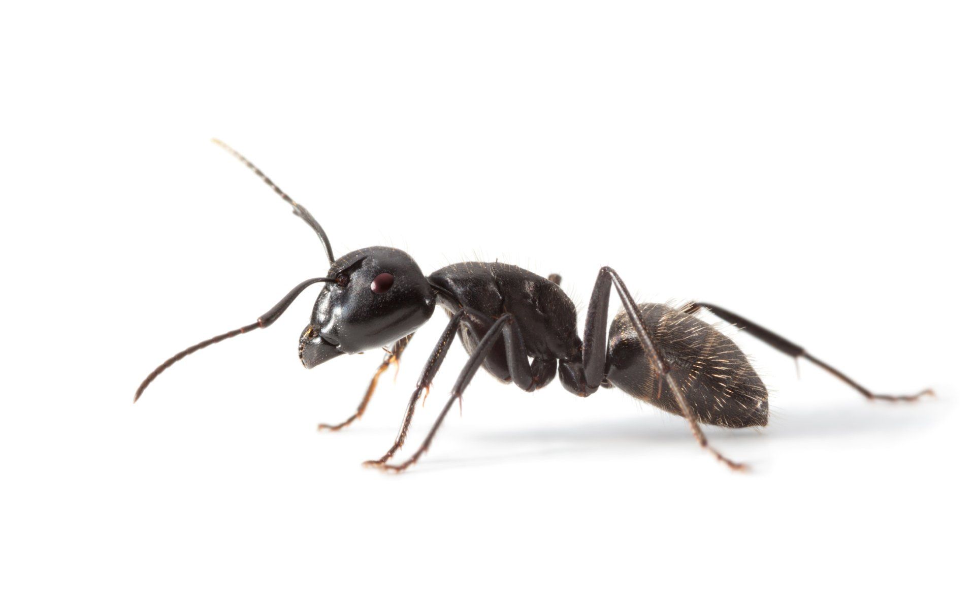 Ants — A Horde of Ants in Tampa, FL