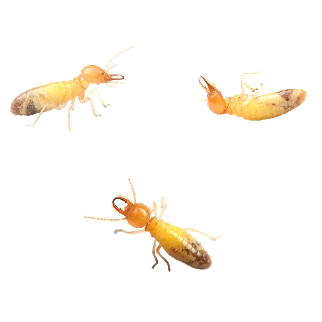 Bug Removal — Dead Cockroach in Tampa, FL