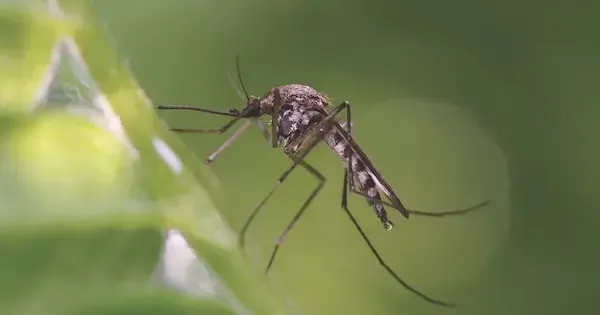 Mosquito control in Tampa, FL