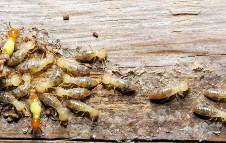 Termites eating wood