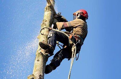 Tree Cutter — Tree Experts in Hampden, MA