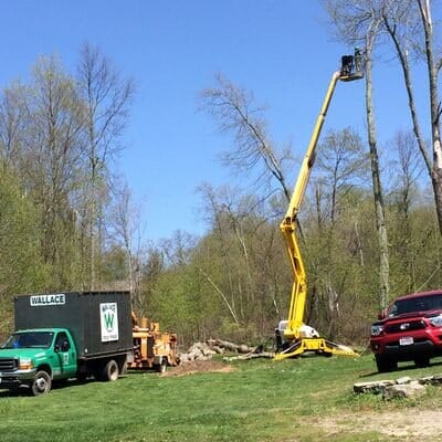 Trimming trees — Tree Experts in Hampden, MA