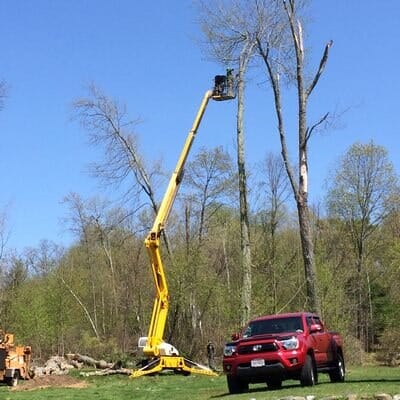 Trimming trees — Tree Experts in Hampden, MA