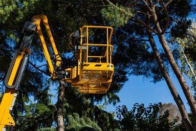 Man with chainsaw cutting the tree - Tree Services in Hampden, MA