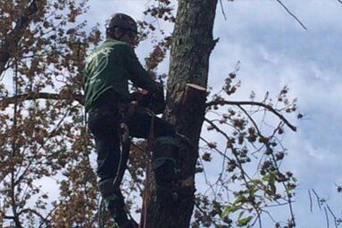 Logger Chainsawing a Tree - Tree Services in Hampden, MA