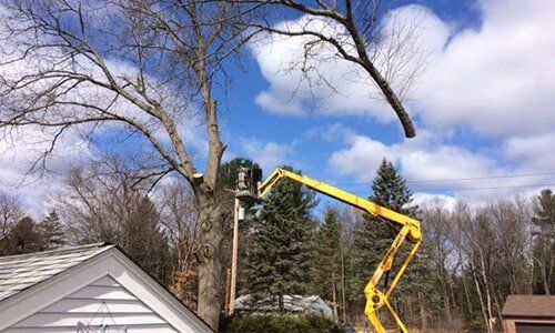 Pruning using lift-arm — Tree Experts in Hampden, MA