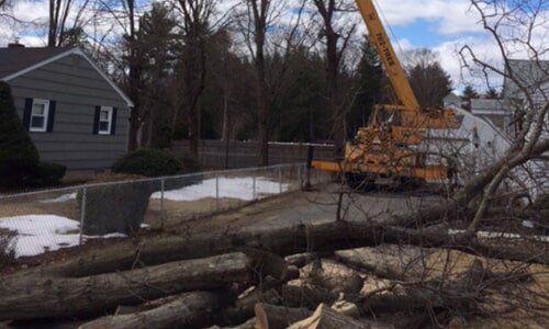 Fallen trees and lift-arm — Tree Experts in Hampden, MA