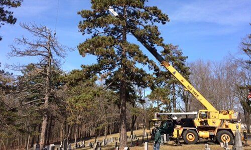 Tree trimmer working up high — Tree Experts in Hampden, MA