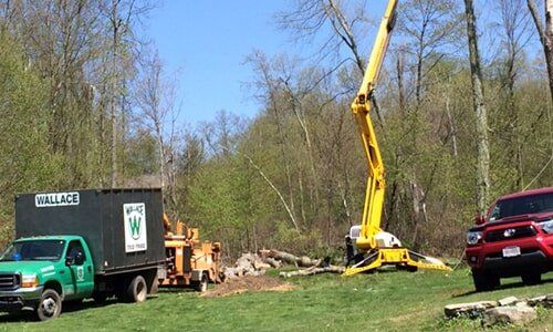 Tree removal service — Tree Experts in Hampden, MA