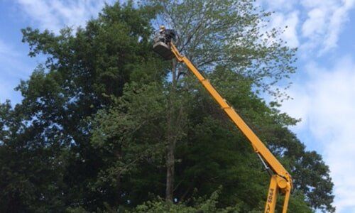 Stump grinding — Tree Experts in Hampden, MA