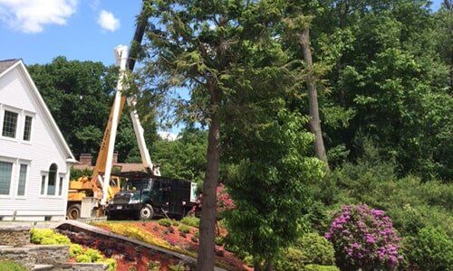 Tree care — Tree Experts in Hampden, MA