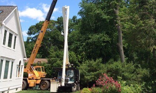 Tree care — Tree Experts in Hampden, MA