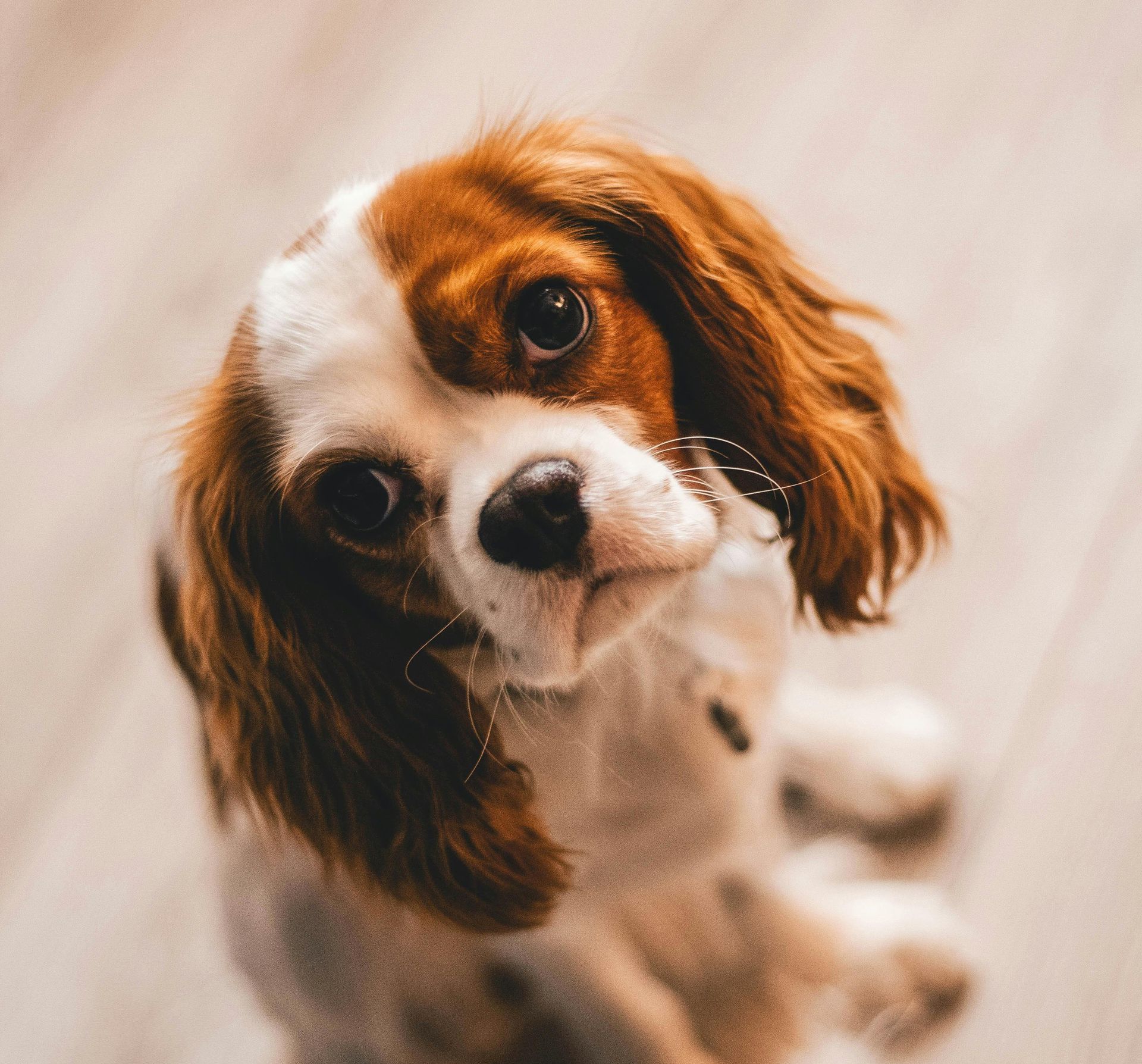 Kat, kitten, hond, puppy, Canada, asiel, SPCA, overvol.