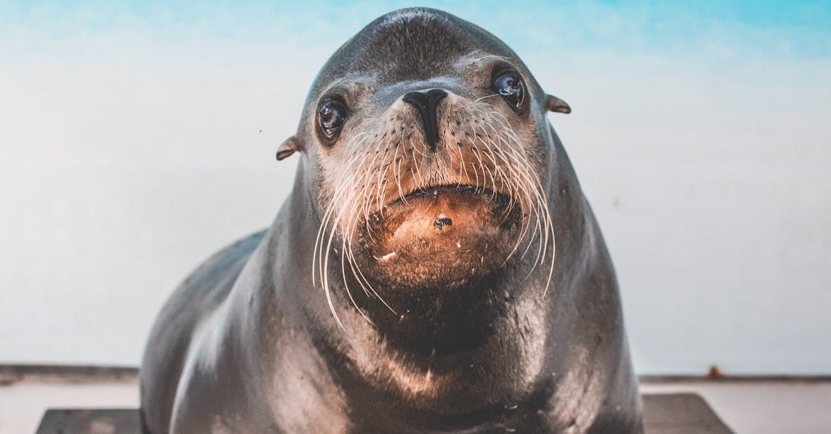 Vis, zeehond, voorraden, fish, stocks, moratorium, doodslaan, zeehondjes, babyzeehond, pup, pups.