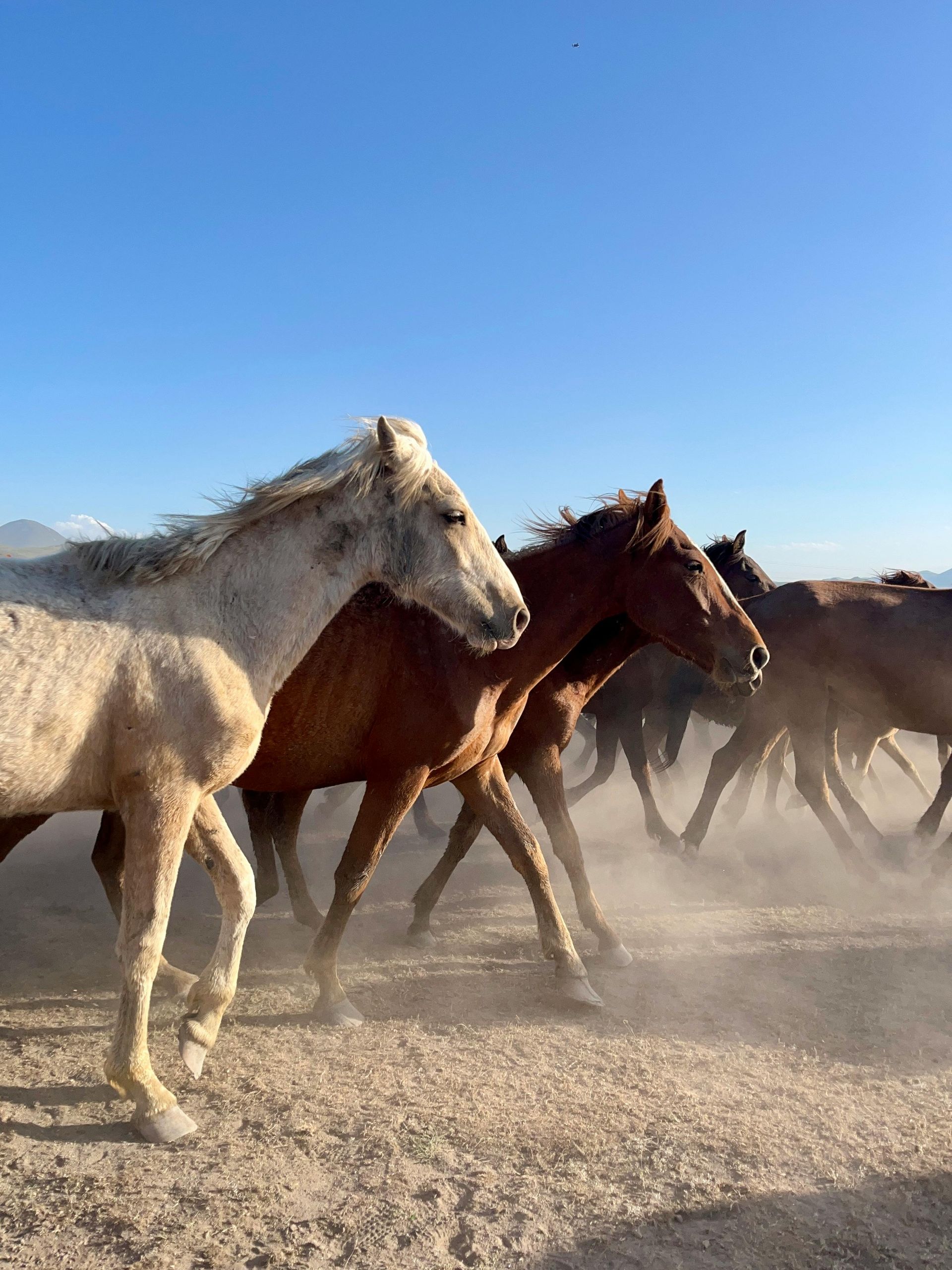 Alberta, eigen, identiteit, cultuur, land, provincie, Canada, afscheiding, separatisme, rijkdom.