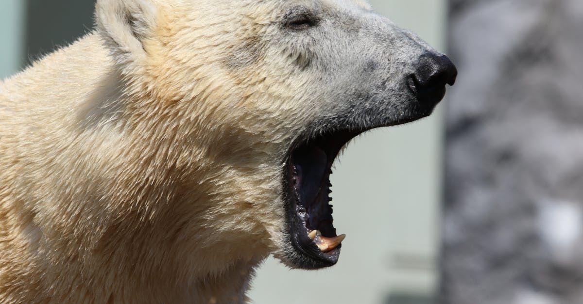 Beren, beer, voederen, natuur, Canada, gevaarlijk, voeren, verboden.