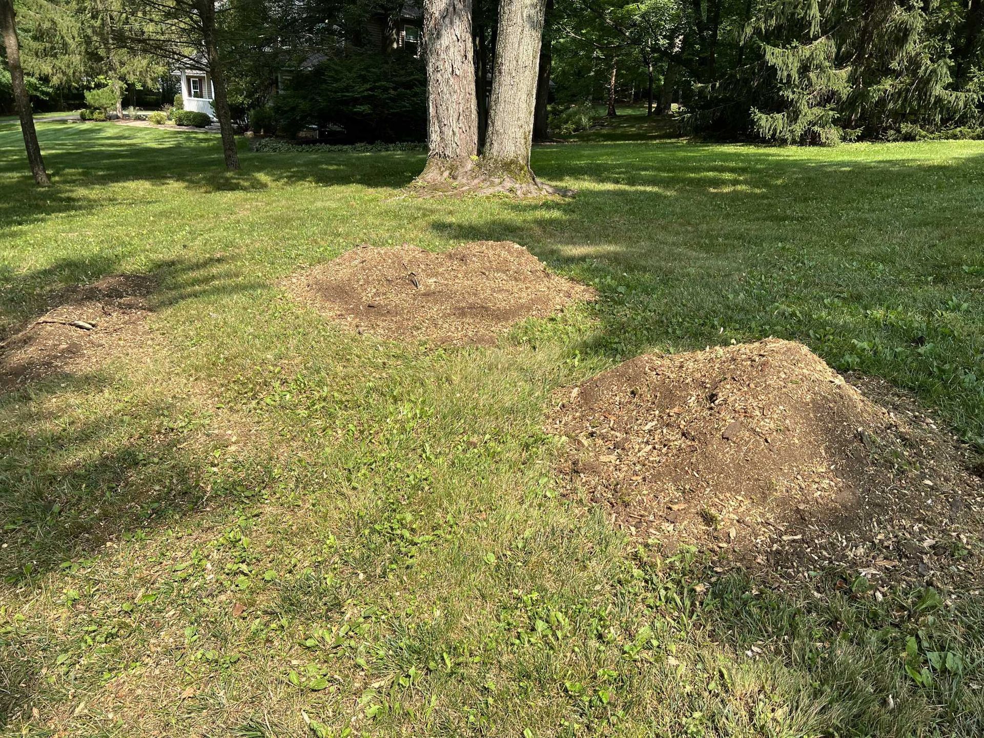 A lawn with a lot of grass and trees in the background.