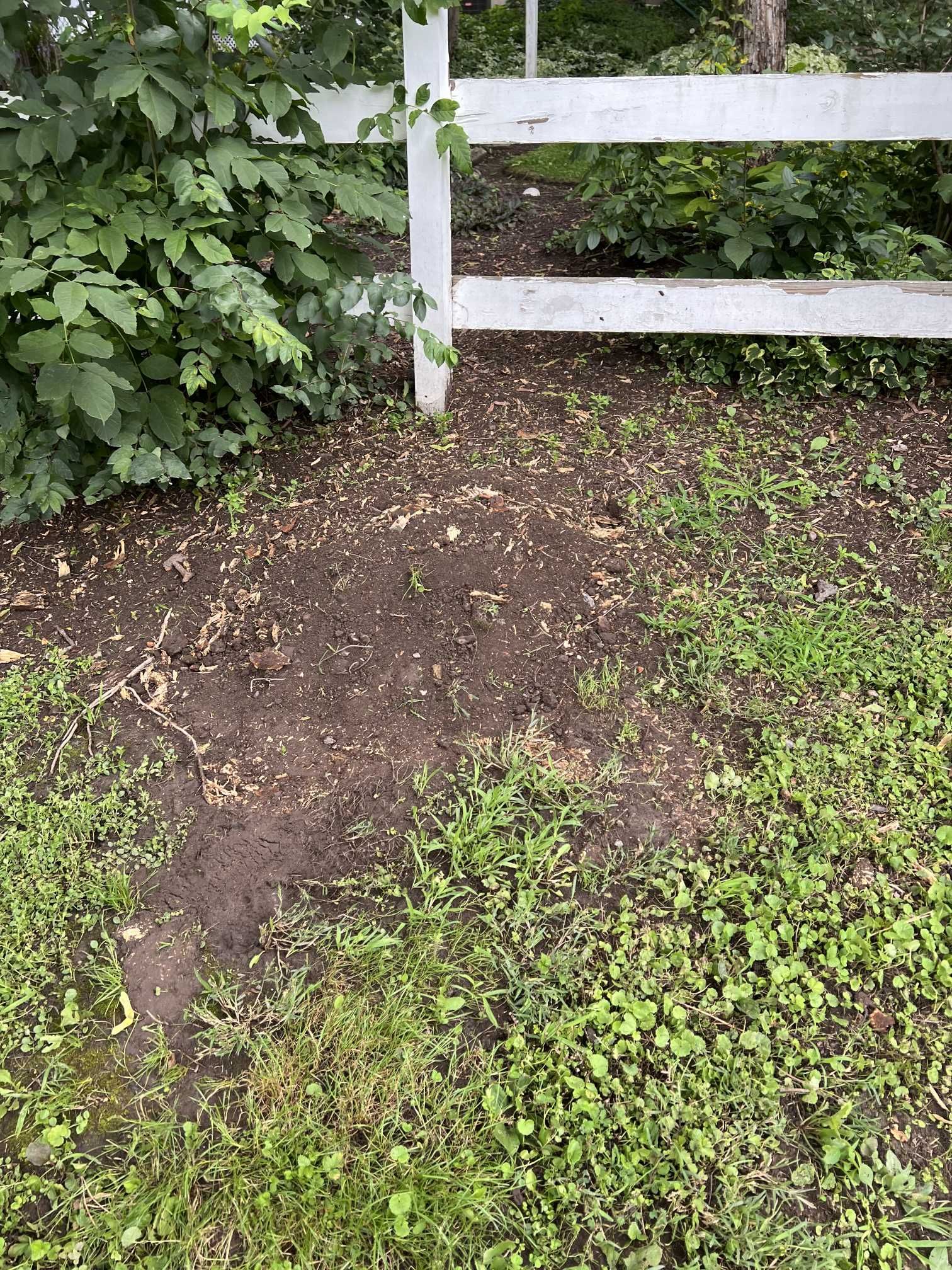 A white fence is surrounded by grass and trees in a yard.