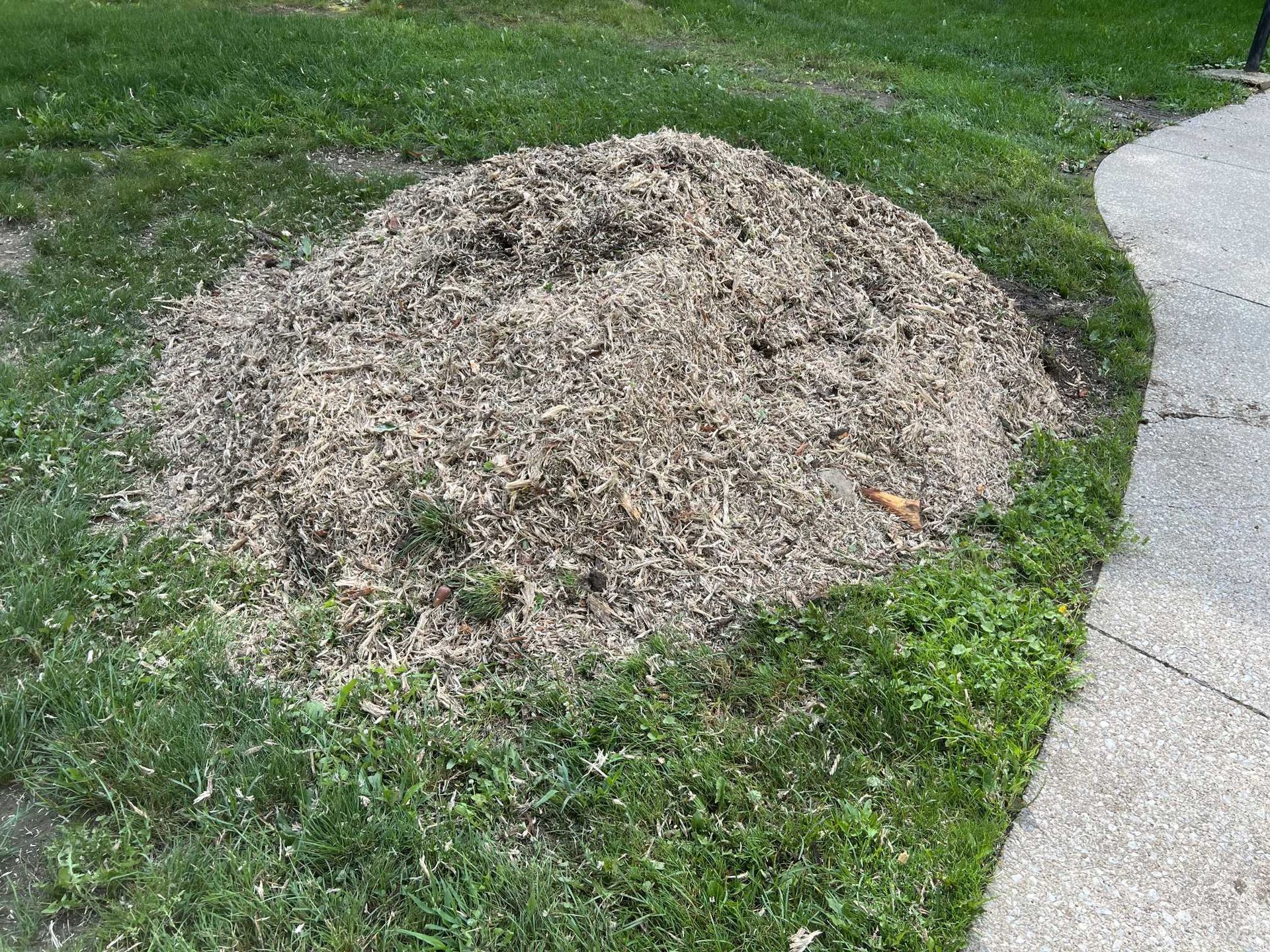 A pile of wood chips is sitting in the grass next to a sidewalk.