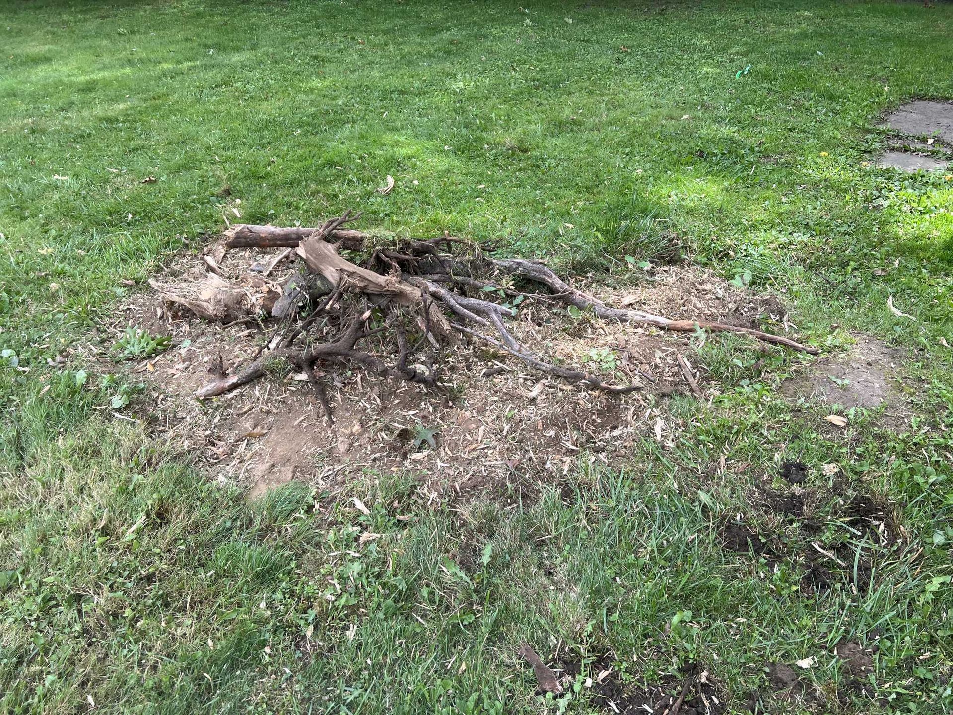 A tree stump in the middle of a lush green field.