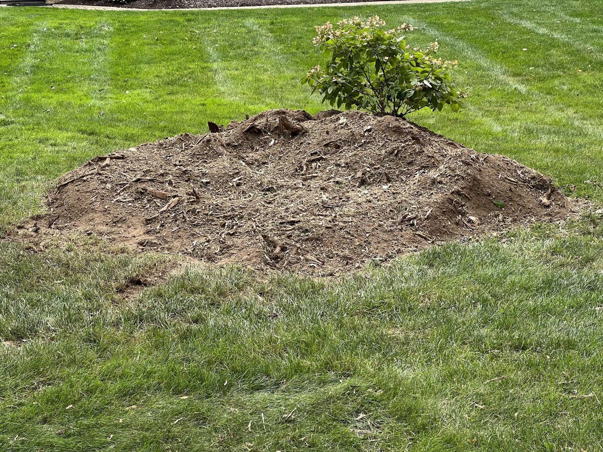 A pile of dirt is sitting on top of a lush green lawn.