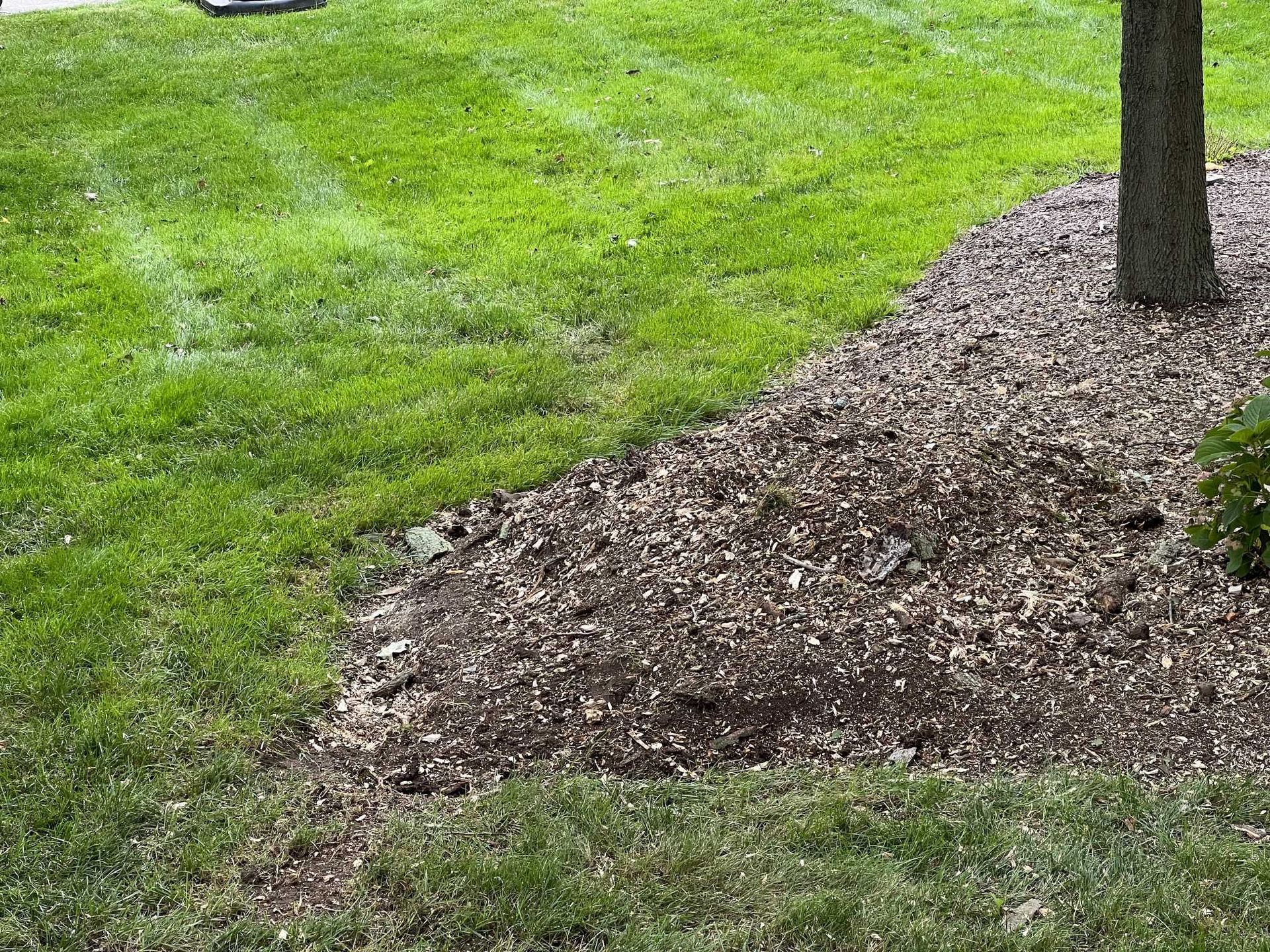 A lush green lawn with a pile of mulch and a tree in the background.
