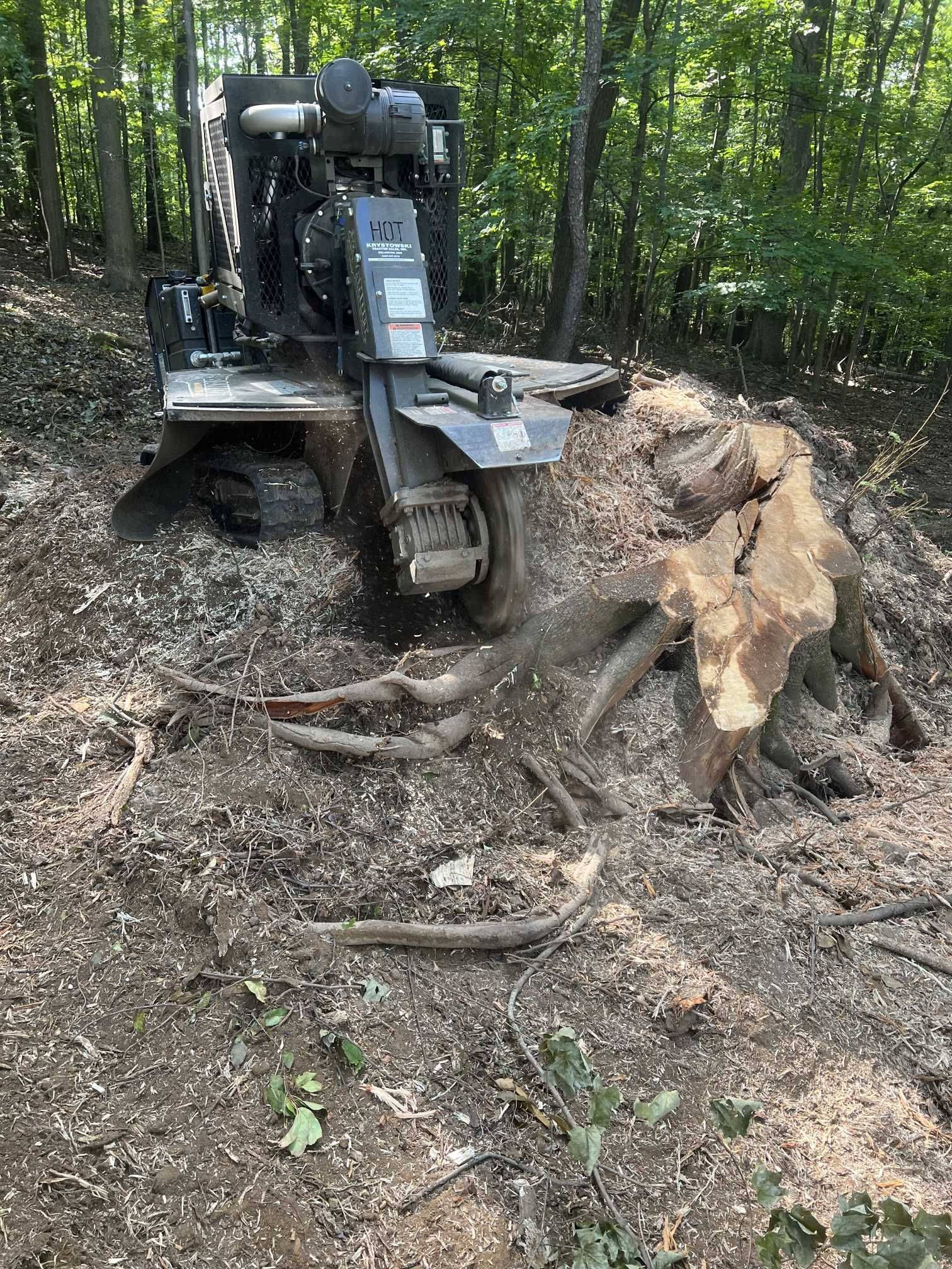 A stump grinder is cutting a tree stump in the woods.